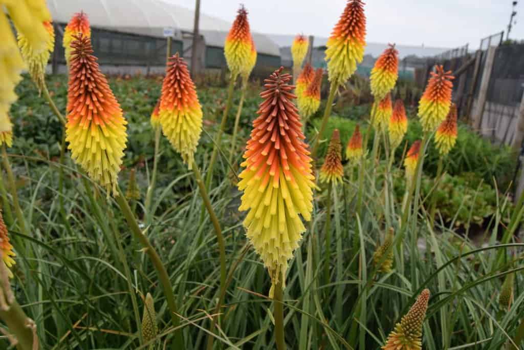 Kniphofia 'Royal Castle' ---